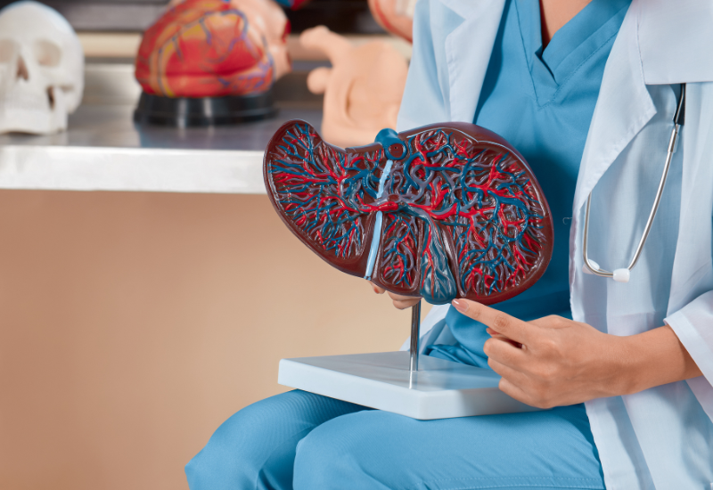 Modelo anatômico de rins humanos sendo exibido por um profissional de saúde em ambiente clínico, representando hepatites e saúde do coração.